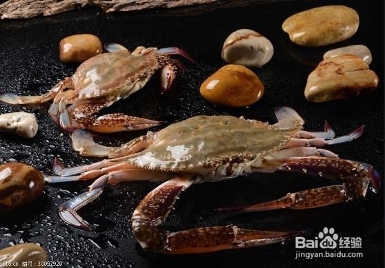 你知道如何判断梭子蟹死了多久吗？