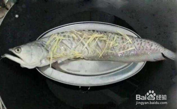 如何养好银龙鱼？