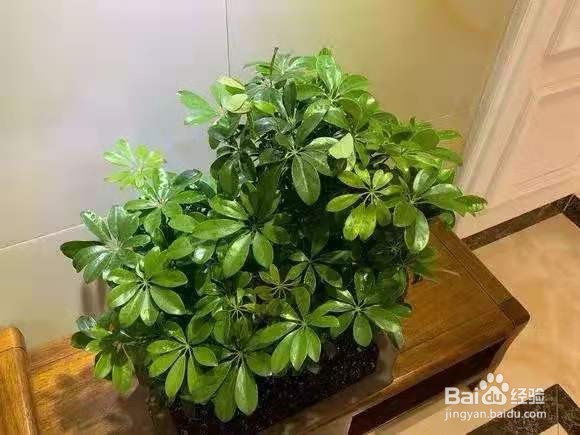 6种花是甲醛克星，养一盆身体更健康