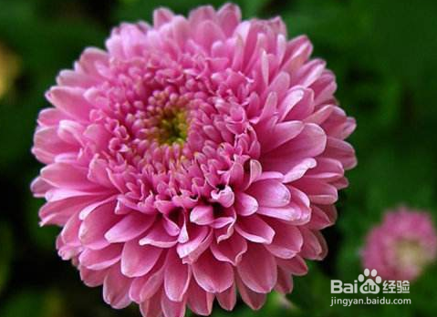 翠菊怎么养护？