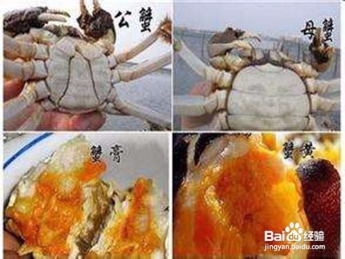 <b>怎样挑选又好吃又营养的螃蟹</b>