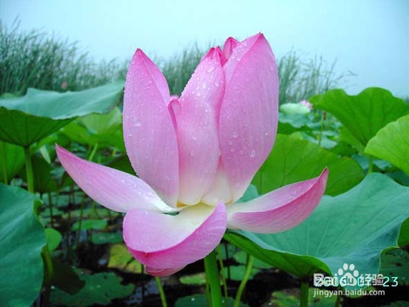 荷花苗品种 百度经验