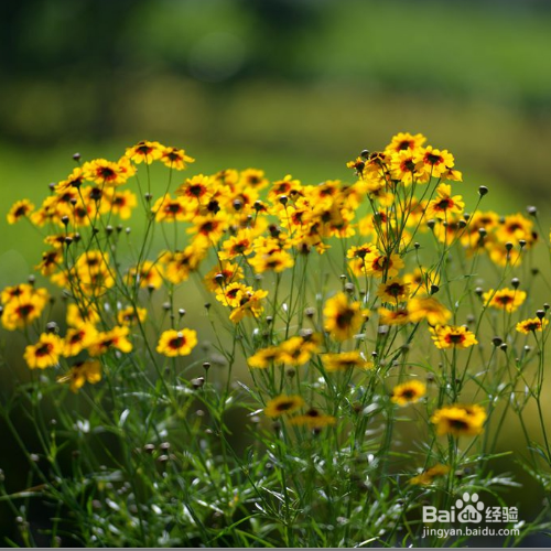 蛇目菊繁殖的方法有哪些？