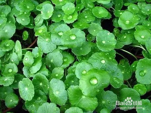 铜钱草的养殖方法和注意事项都有哪些？