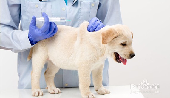狗狗狂犬病的认识及预防措施