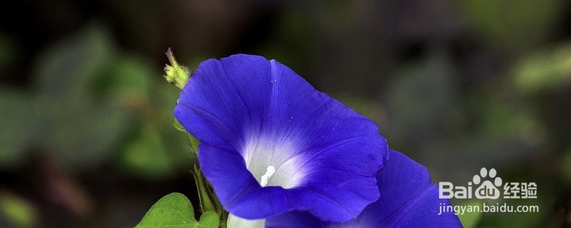 怎么养牵牛花