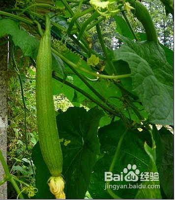 消除黑眼圈的几种面膜