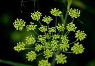 胃胀气吃哪些食物比较好