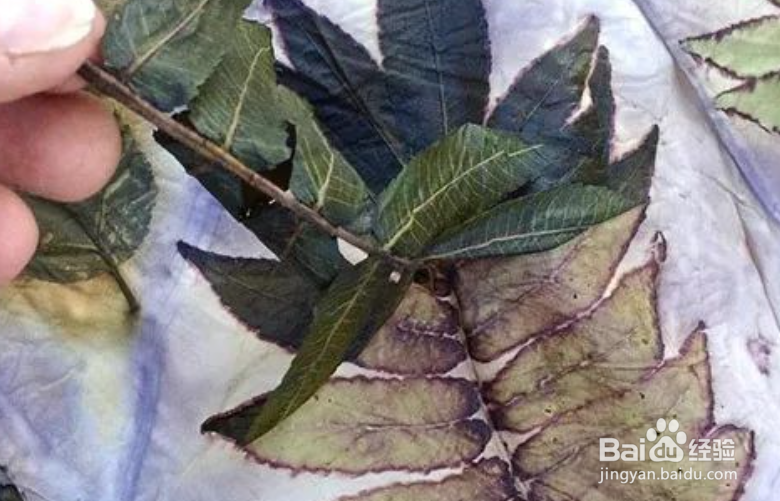 植物转印染方法