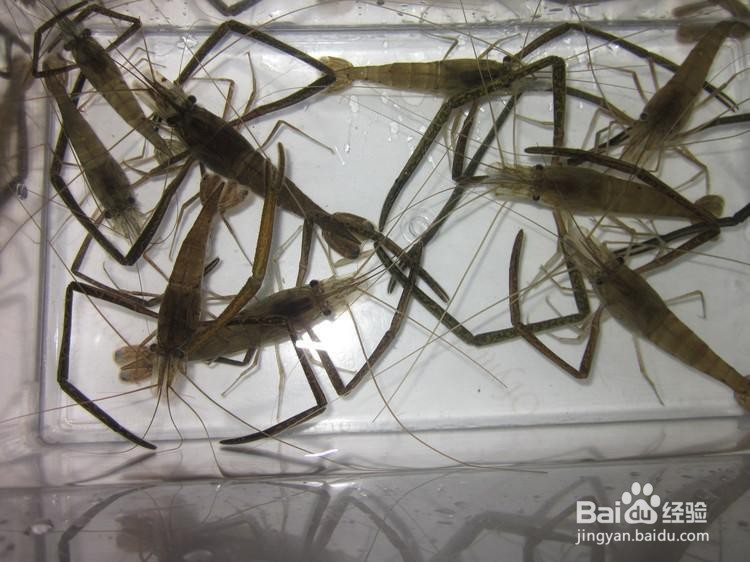 河虾功效和作用及禁忌