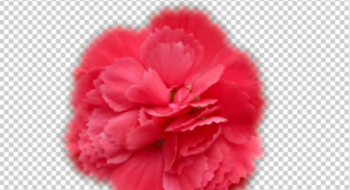 PS怎么把图片边缘修整齐?