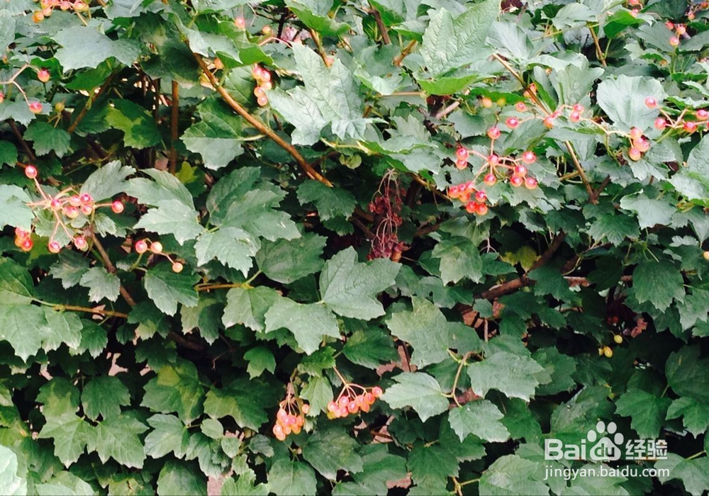 惹父母生气怎么办?