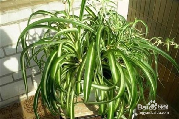 吊兰应该怎么养？