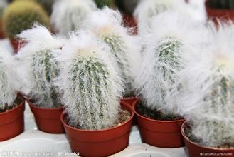 怎样养护盆栽仙人球