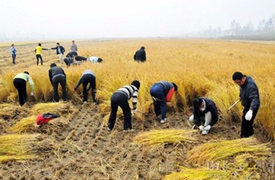 小麦苗第一次收割后多长时间能再收割