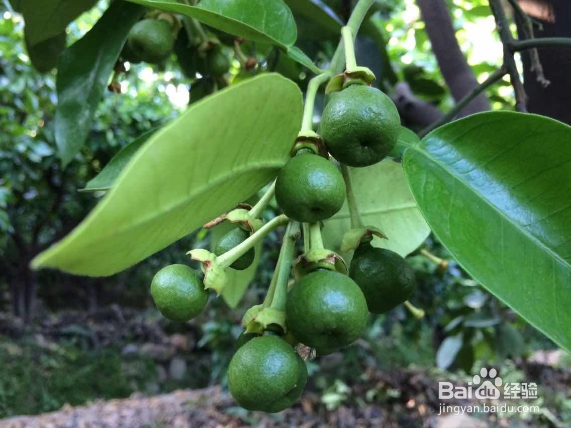 柑橘保果期用什么水溶肥好