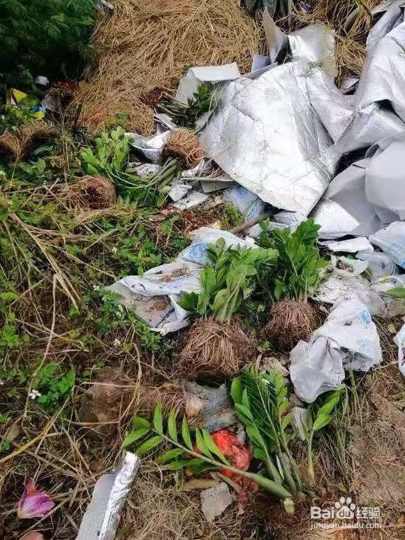 垃圾桶里一堆“贵货”花，丢人也要捡