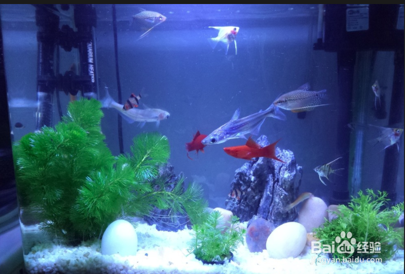 鱼缸玻璃上有白色雾蒙蒙应该怎么去除