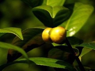 如何培养好盆栽金花茶?