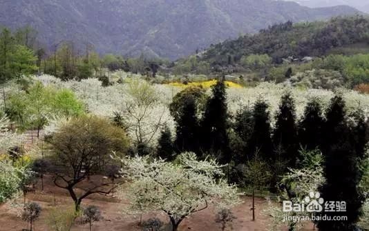 盛花期来了!成都周边6处赏花秘境