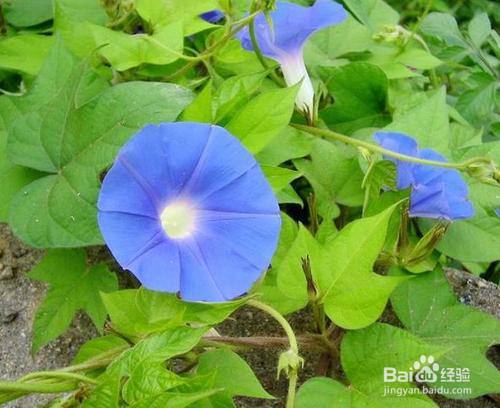 常见的花朵 在植物分类中都属于什么科 百度经验