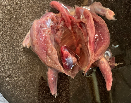 请问用电饭煲煲鸽子怎么做