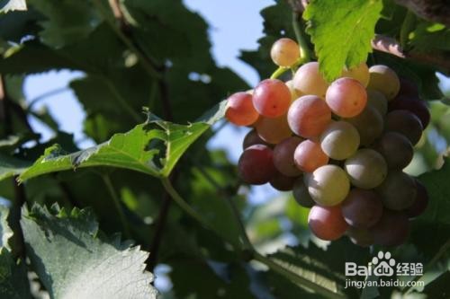 如何选择改善睡眠的食物