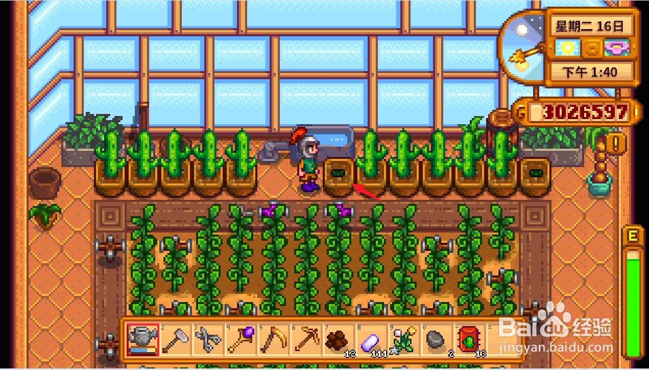 星露谷物语仙人掌怎么种