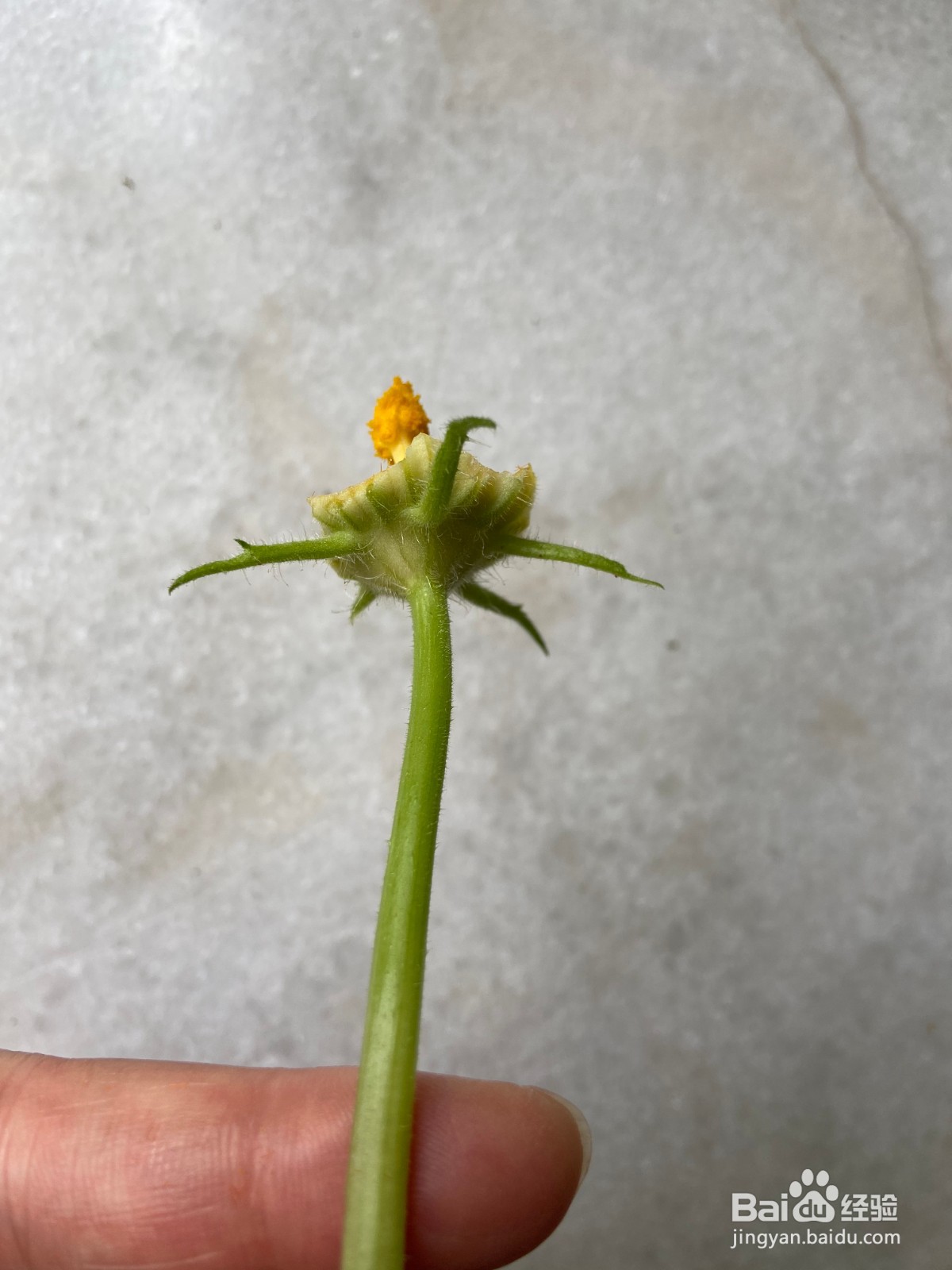 阳台种植西葫芦如何授粉