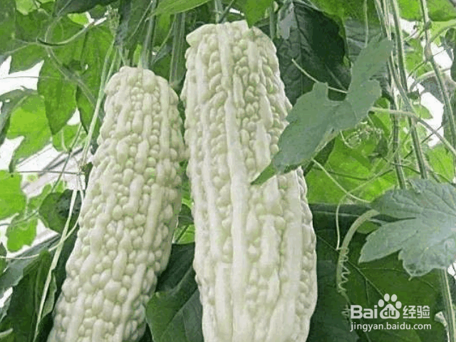 种植苦瓜的要点
