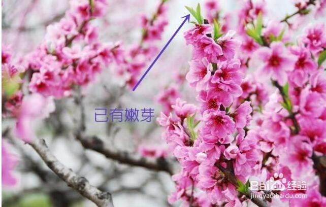 如何区分梅花、樱花、桃花、海棠