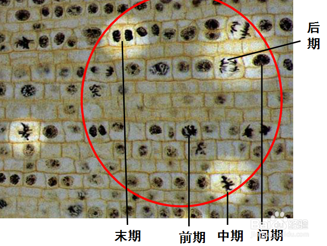 如何操作高中生物有丝分裂实验