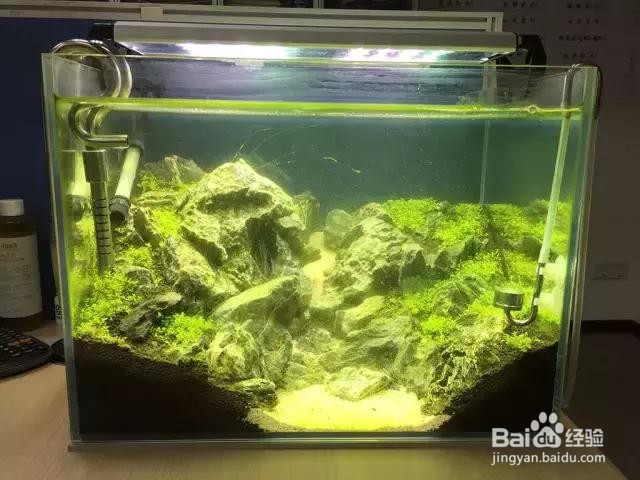 锦鲤甩籽后怎么处理鱼缸