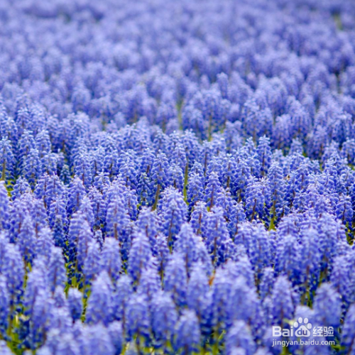 预防和治疗风信子花叶病的方法有哪些?
