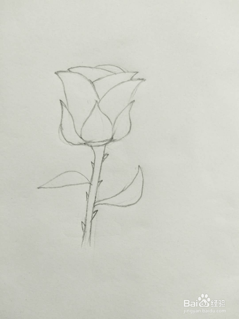简笔画玫瑰花怎么画呢