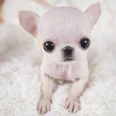 宠物狗的品种有哪些？