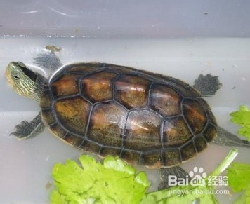 陆龟拒食的常见原因以及解决办法