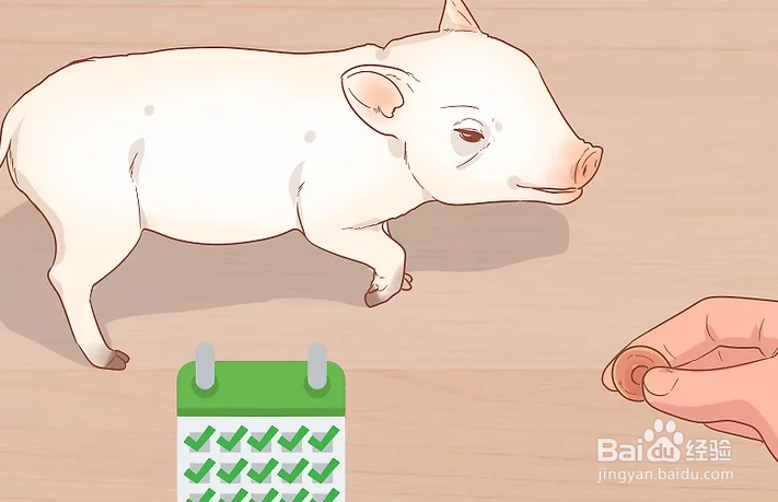 如何训练宠物猪？