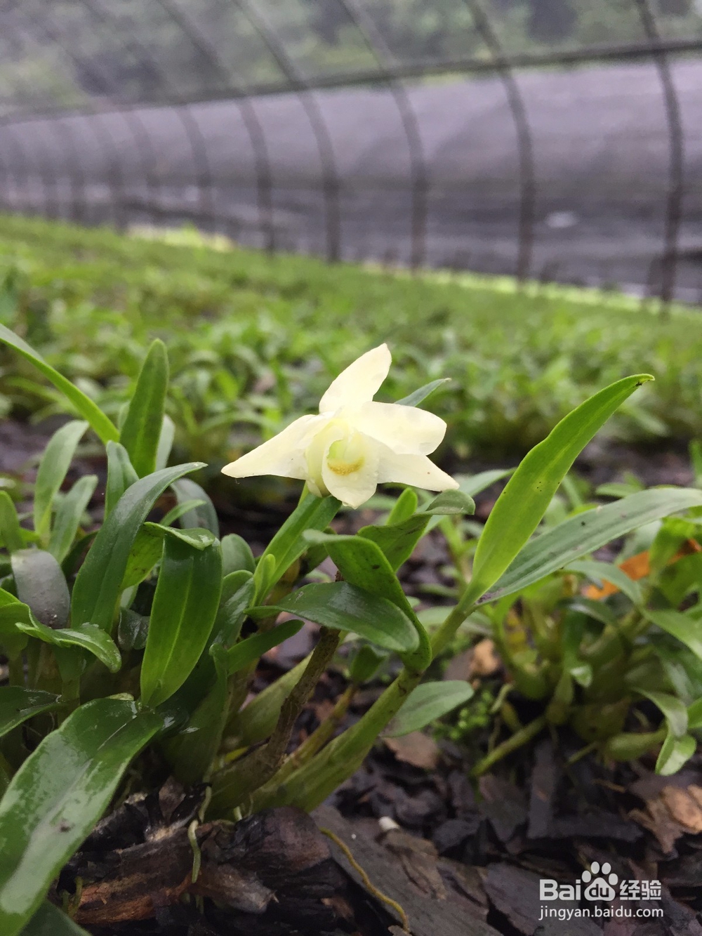 九斛之尊霍山石斛的种植条件