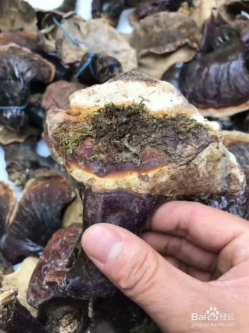 灵芝烘干机的技术特性灵芝热泵烘干机程序设定