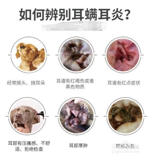 狗狗耳朵臭怎么办 百度经验