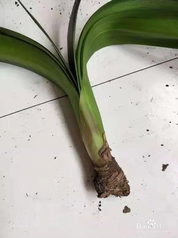 君子兰烂根别慌，切1刀泡一泡，2周长出大白根