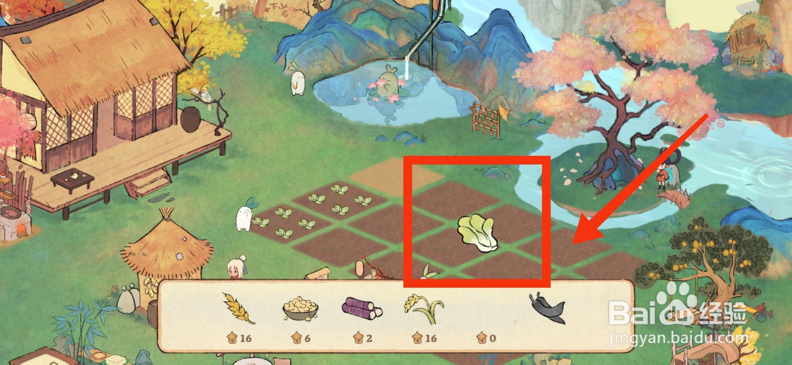 桃源深处有人家怎样种植小白菜?