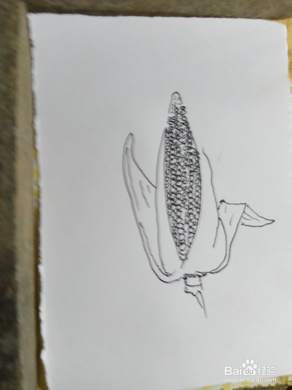 怎样画出儿童简笔画玉米