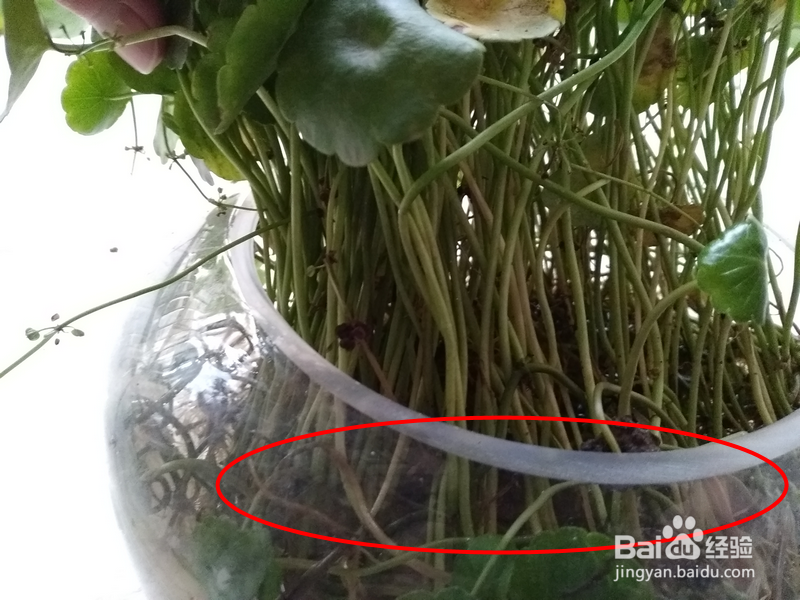 水培铜钱草长的不好怎么办