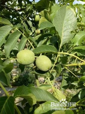 青核桃怎样去皮最快