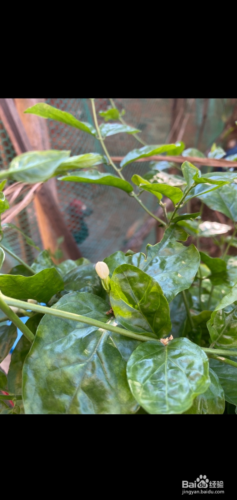 苹果手机如何调整照片亮度