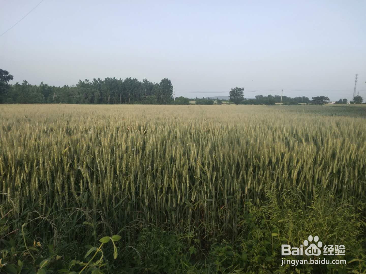 你见过金银花吗?