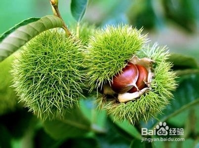 美食专家——板栗烧土鸡做法