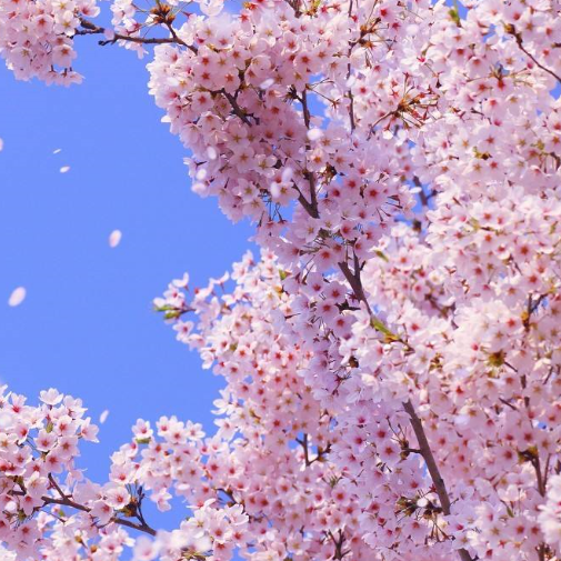 各种花的含义